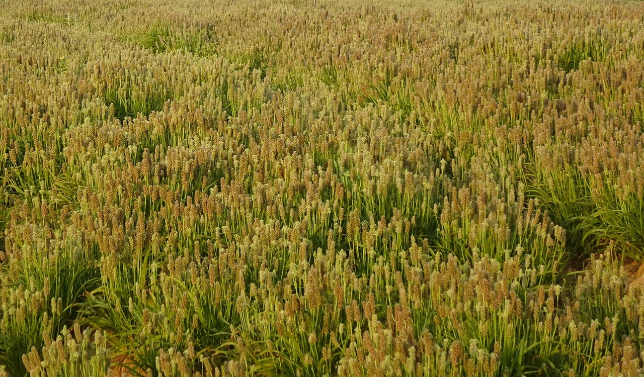 dieta cu tarate de psyllium