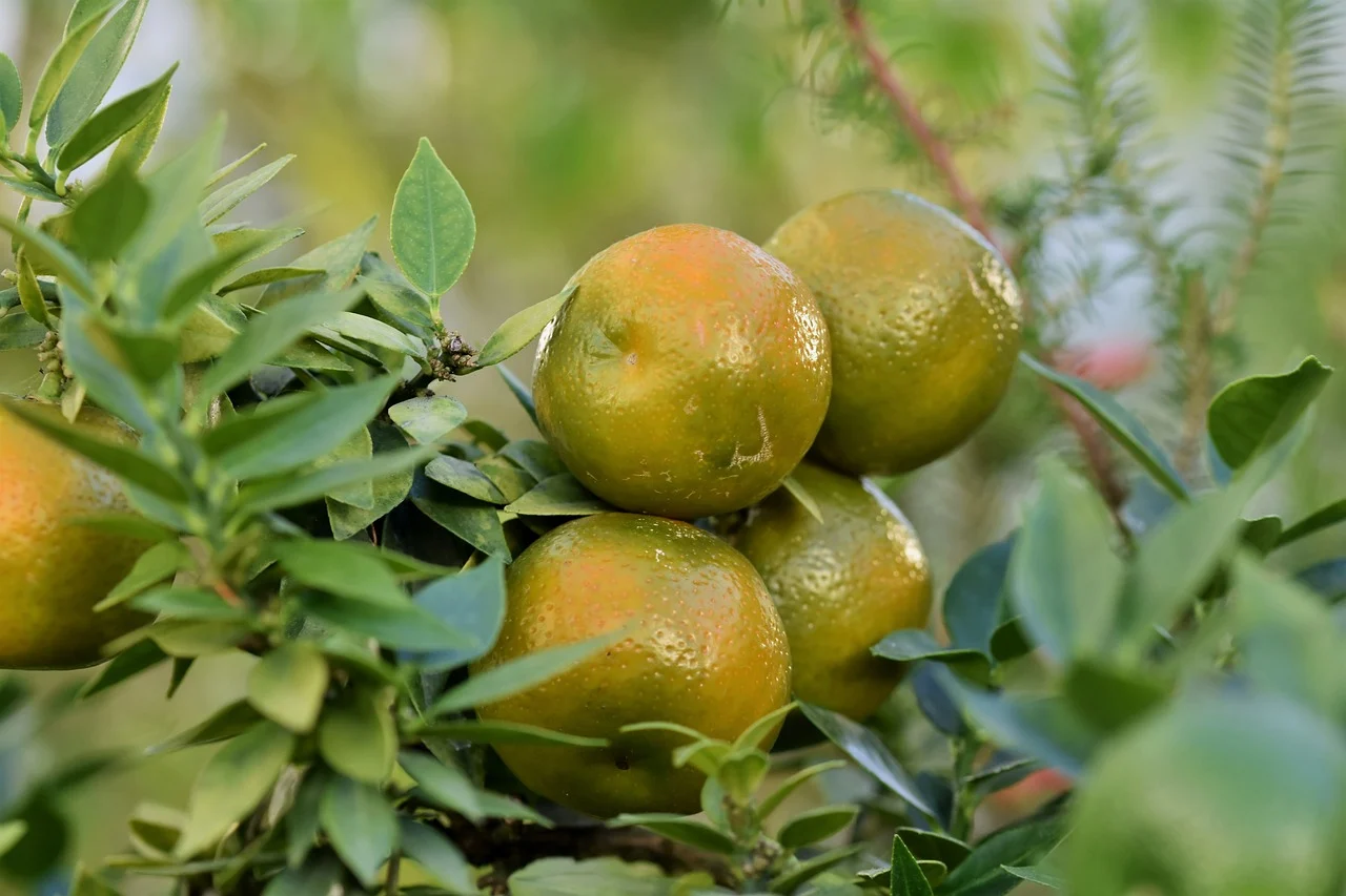 dieta cu grapefruit